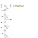 LADIES BAND 1.00CT ROUND DIAMOND 14K YELLOW GOLD - Image 6